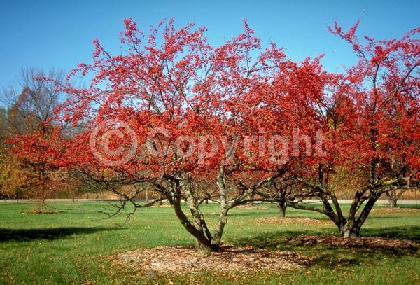White blooms; Pink blooms; Deciduous; Broadleaf
