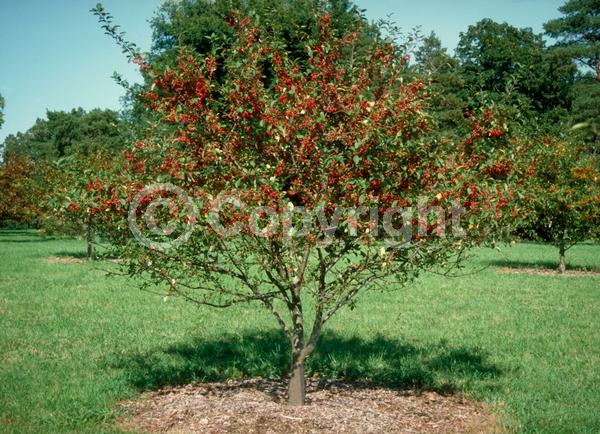 White blooms; Pink blooms; Deciduous; Broadleaf