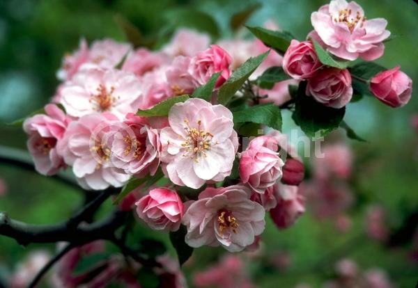 Pink blooms; Deciduous; Broadleaf