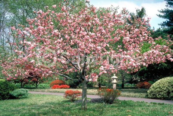 Pink blooms; Deciduous; Broadleaf