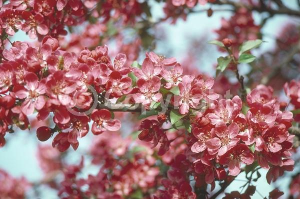 Red blooms; Deciduous; Broadleaf