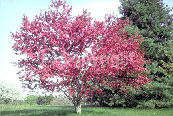 Red blooms; Deciduous; Broadleaf