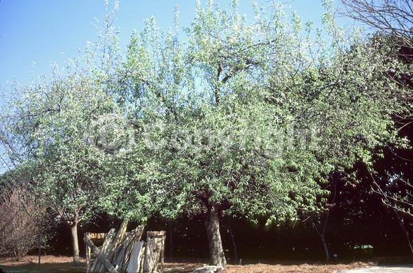 White blooms; Deciduous; Broadleaf