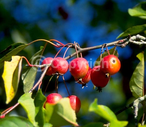 White blooms; Deciduous; Broadleaf