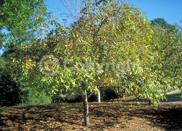 White blooms; Deciduous; Broadleaf