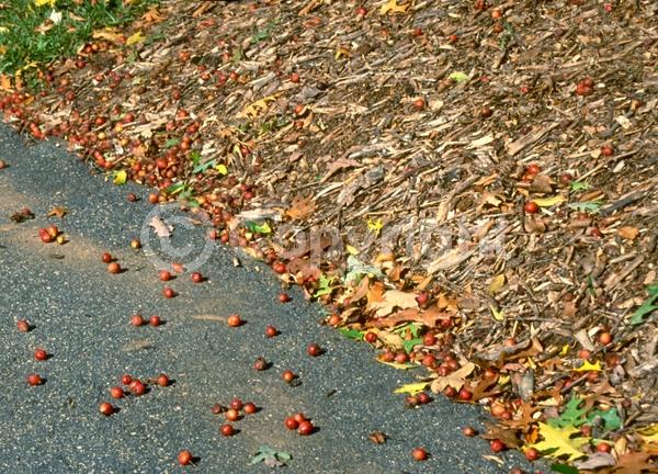 White blooms; Deciduous; Broadleaf