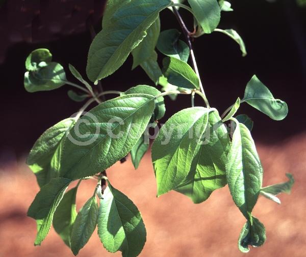 White blooms; Deciduous; Broadleaf