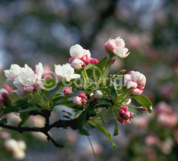 White blooms; Deciduous; Broadleaf