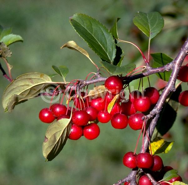 White blooms; Deciduous; Broadleaf