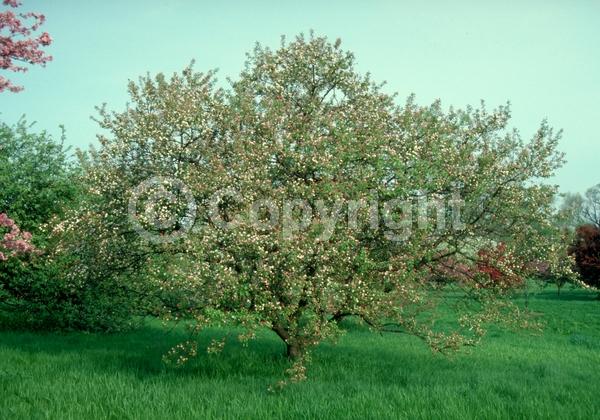 White blooms; Deciduous; Broadleaf