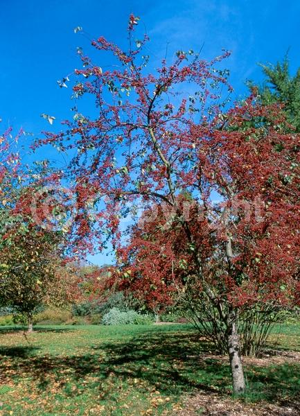 White blooms; Deciduous; Broadleaf