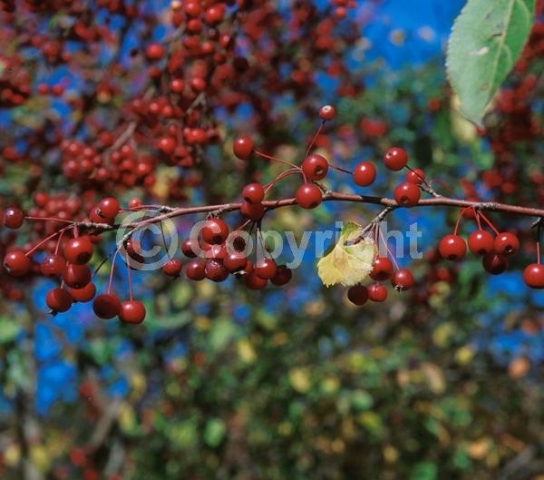 White blooms; Deciduous; Broadleaf