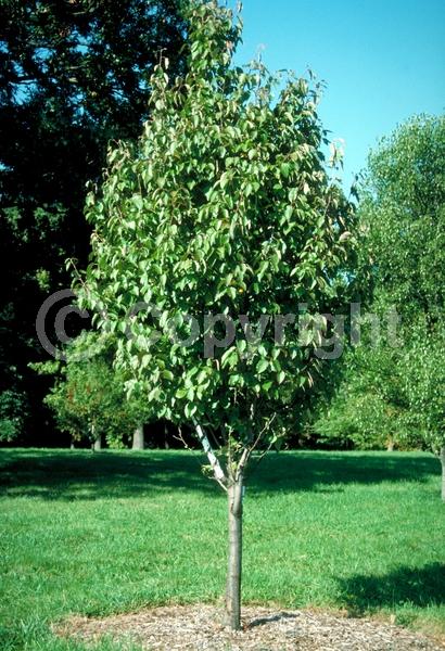White blooms; Deciduous; Broadleaf