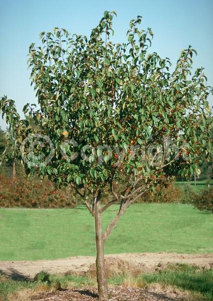White blooms; Deciduous; Broadleaf