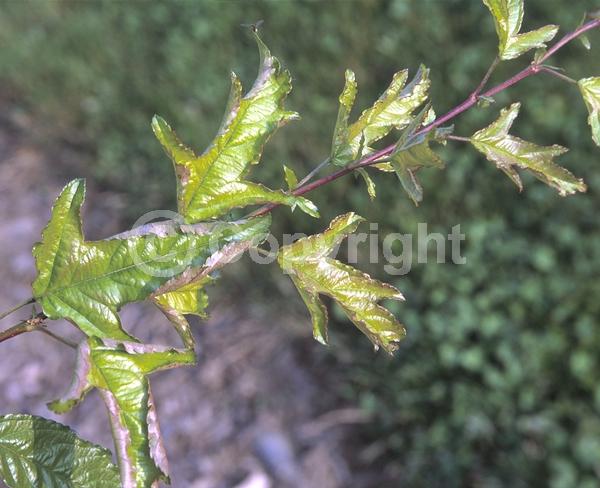 White blooms; Deciduous; Broadleaf