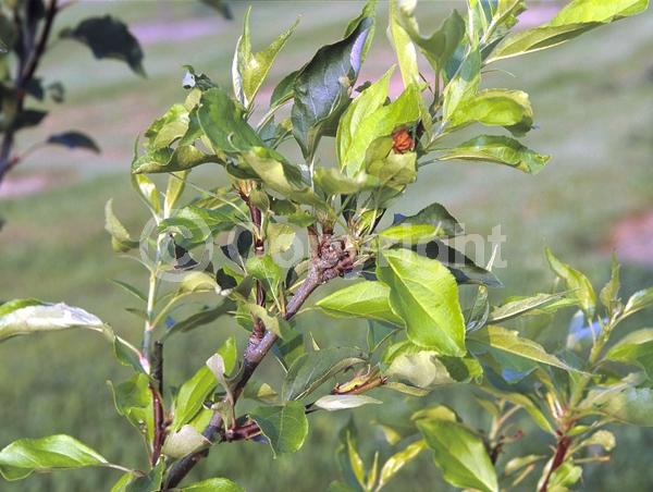 White blooms; Deciduous; Broadleaf