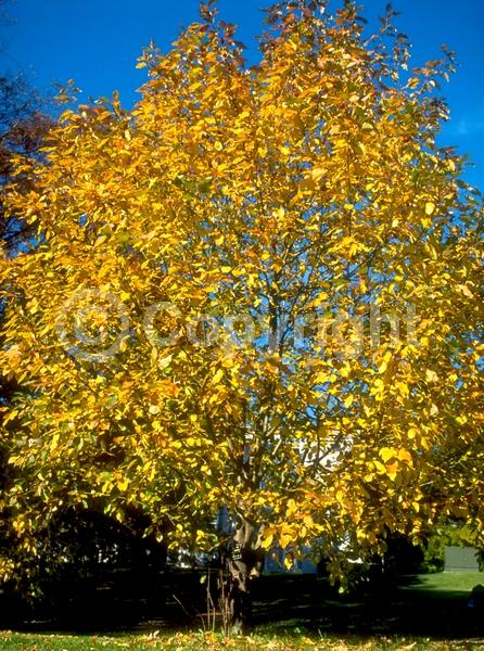 White blooms; Deciduous; Broadleaf