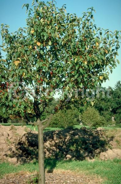 White blooms; Deciduous; Broadleaf