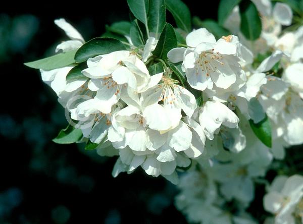 White blooms; Deciduous; Broadleaf