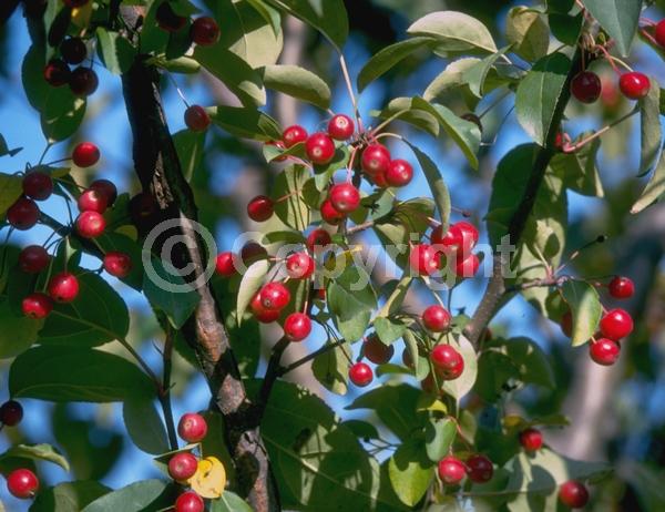 White blooms; Deciduous; Broadleaf