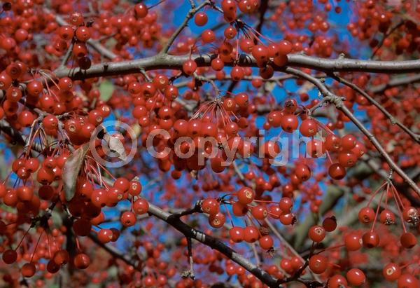 White blooms; Deciduous; Broadleaf