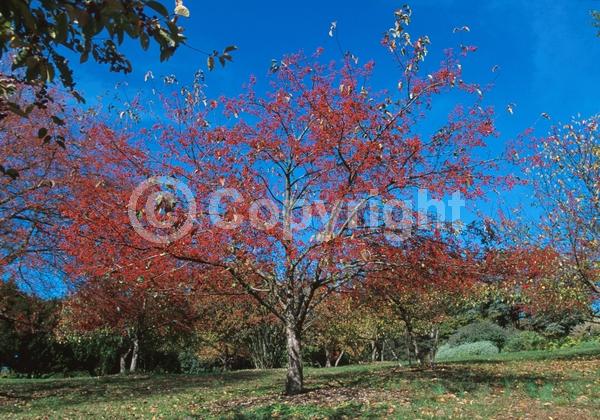 White blooms; Deciduous; Broadleaf