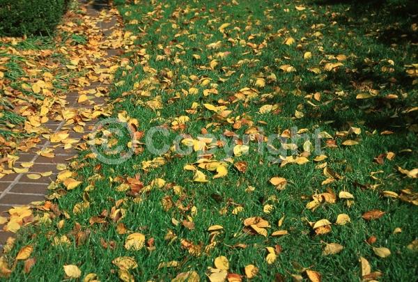 White blooms; Deciduous; Broadleaf