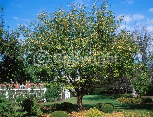 White blooms; Deciduous; Broadleaf