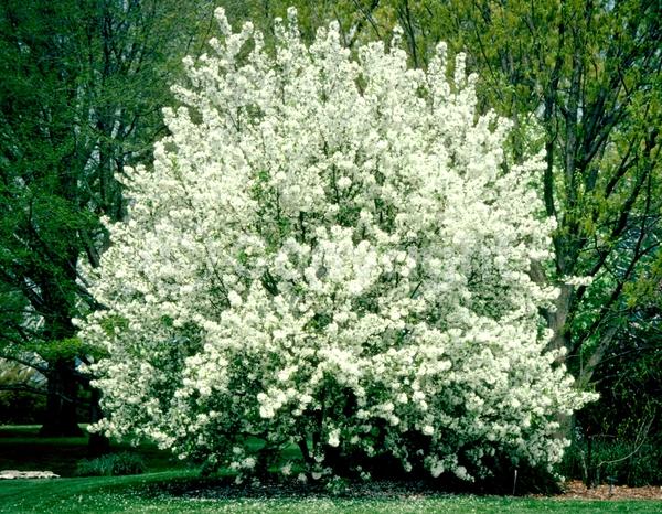 White blooms; Deciduous; Broadleaf