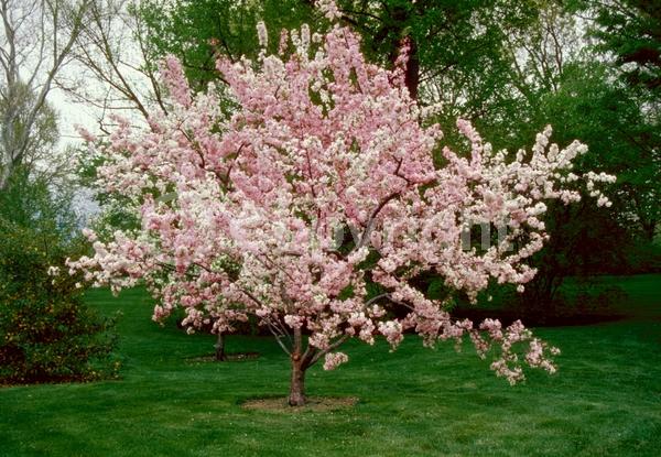 Pink blooms; Deciduous; Broadleaf