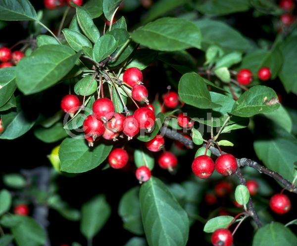 White blooms; Pink blooms; Deciduous; Broadleaf