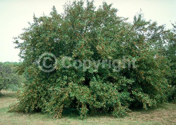 White blooms; Pink blooms; Deciduous; Broadleaf