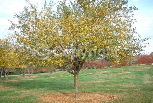 White blooms; Deciduous; Broadleaf