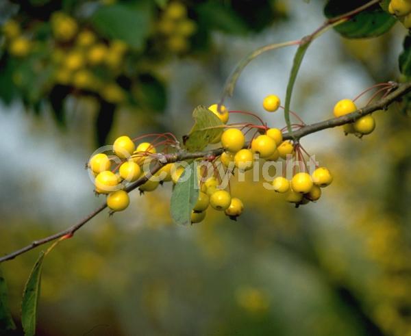 White blooms; Deciduous; Broadleaf