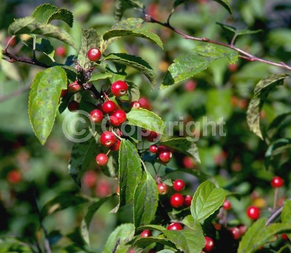 White blooms; Pink blooms; Deciduous; Broadleaf