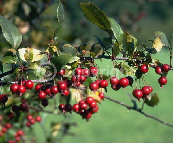 Red blooms; Deciduous; Broadleaf