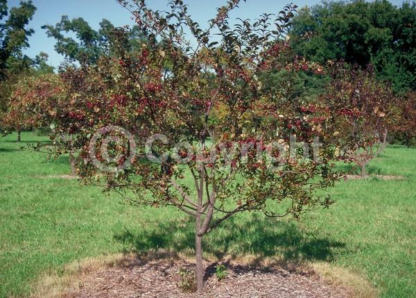 Red blooms; Deciduous; Broadleaf