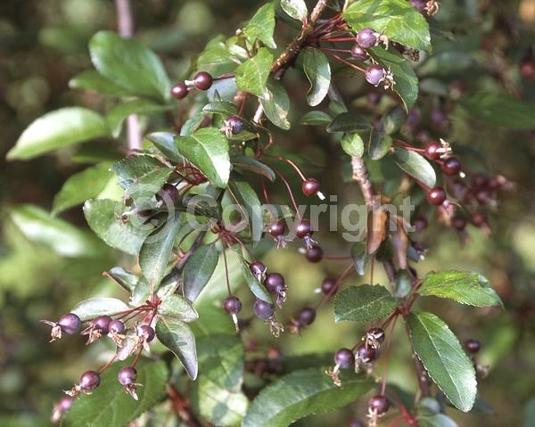 Red blooms; Deciduous; Broadleaf