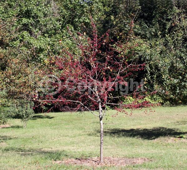 Red blooms; Deciduous; Broadleaf