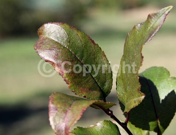 Red blooms; Deciduous; Broadleaf