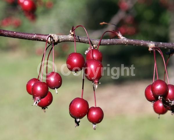 Red blooms; Deciduous; Broadleaf