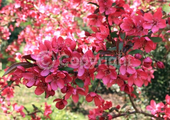 Red blooms; Deciduous; Broadleaf