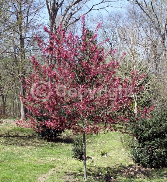 Red blooms; Deciduous; Broadleaf