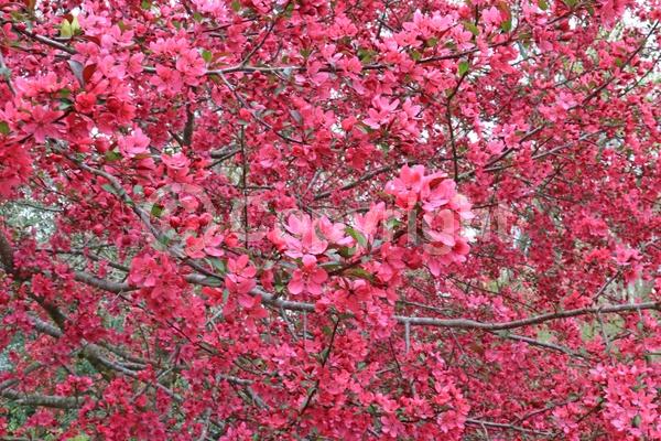 Red blooms; Deciduous; Broadleaf