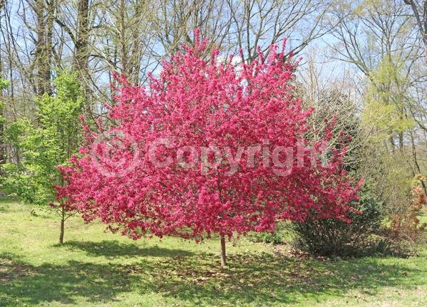 Red blooms; Deciduous; Broadleaf
