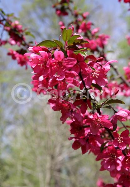 Red blooms; Deciduous; Broadleaf