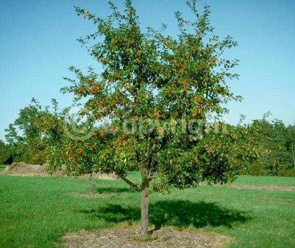 White blooms; Deciduous; Broadleaf