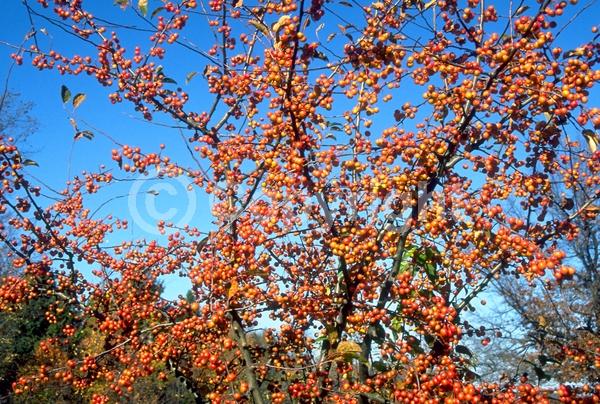 White blooms; Deciduous; Broadleaf