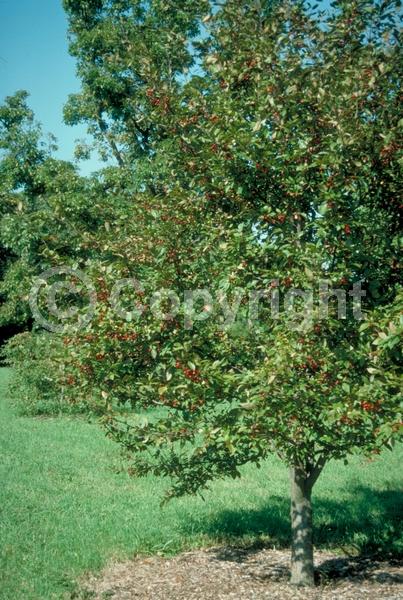 Red blooms; Pink blooms; Deciduous; Broadleaf