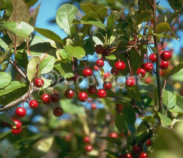 Red blooms; Pink blooms; Deciduous; Broadleaf